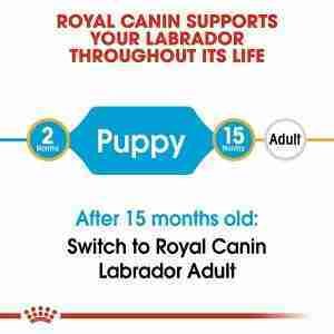 Royal Canin Labrador Retriever Puppy Dry Dog Food 4